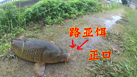 【黑熊路亚】是在下输了!老司机教你路亚鲤鱼,高能预警。